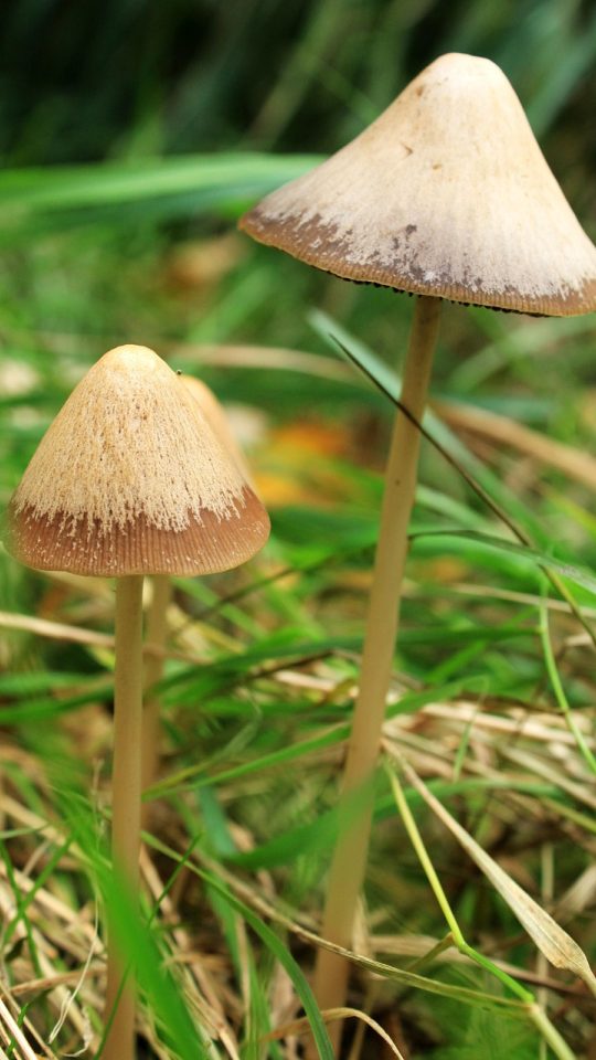 毒蘑菇 App 主界面在手机屏幕上亮起，墨绿底色上排列着今日记录卡片与天气小标