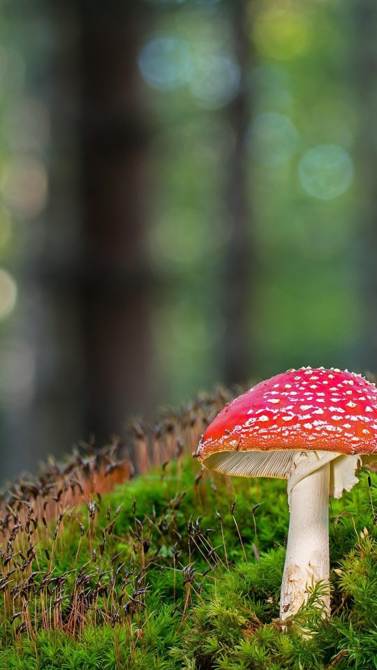 毒蘑菇 App 的比对界面，两张野外照片并排放在深色背景中，下方标注着采集时间与地点
