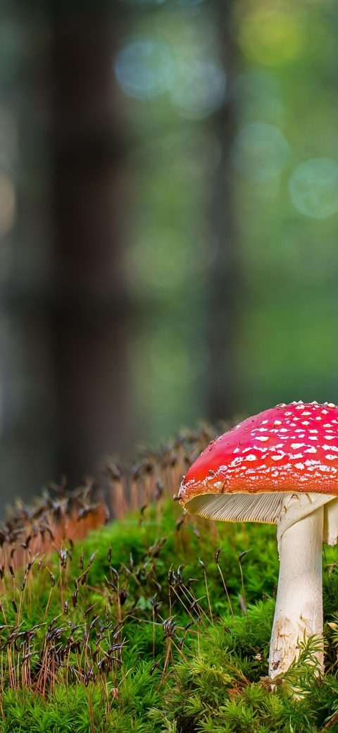 毒蘑菇 App 记录编辑页截图，深色背景上一张刚拍摄的照片与备注输入框，下方是地点与时间字段
