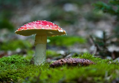 白毒伞（致命鹅膏）特写：通体白色、菌托明显、生长于落叶林地，是中国致死率最高的毒蘑菇之一